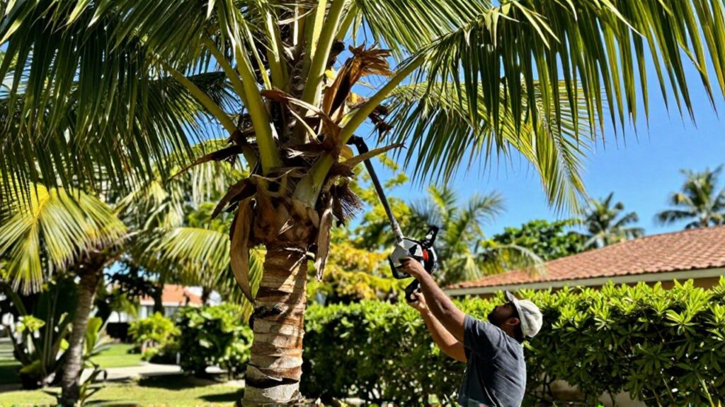 A person uses a long-reach pole saw to prune dried fronds from a tall coconut palm.